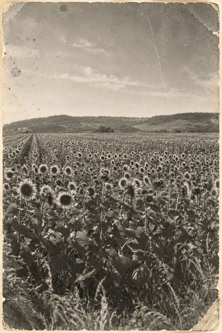 A field of sunflowers.